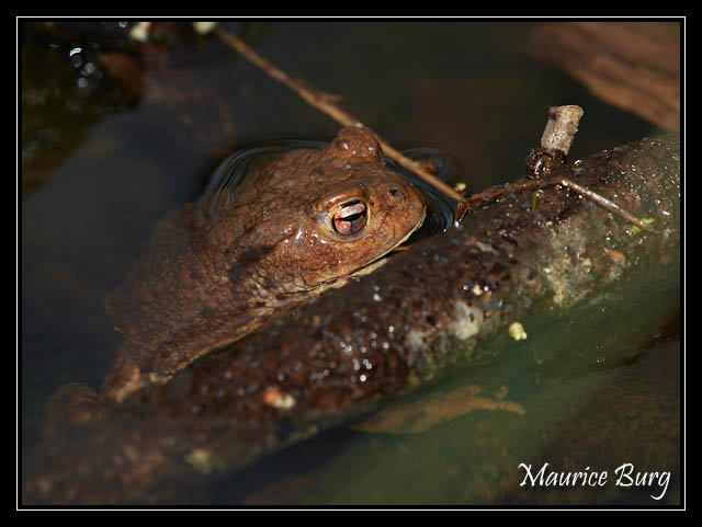 Crapaud commun