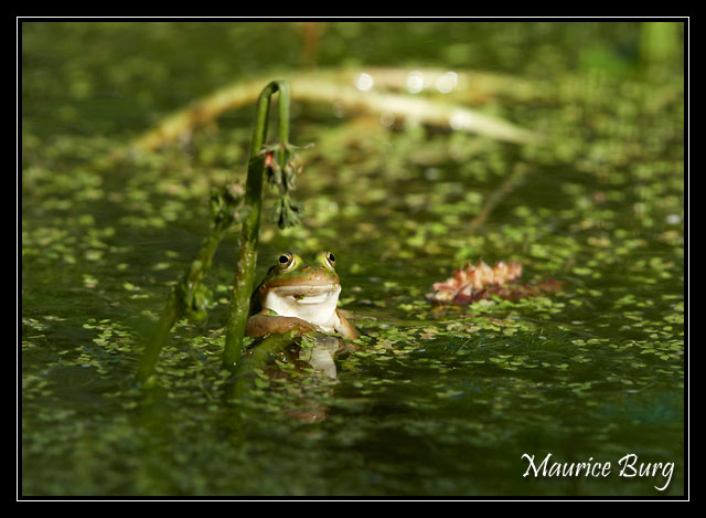 Accoudée au comptoir (grenouille verte)