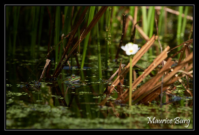 Grenouille verte