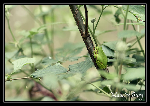 Rainette verte