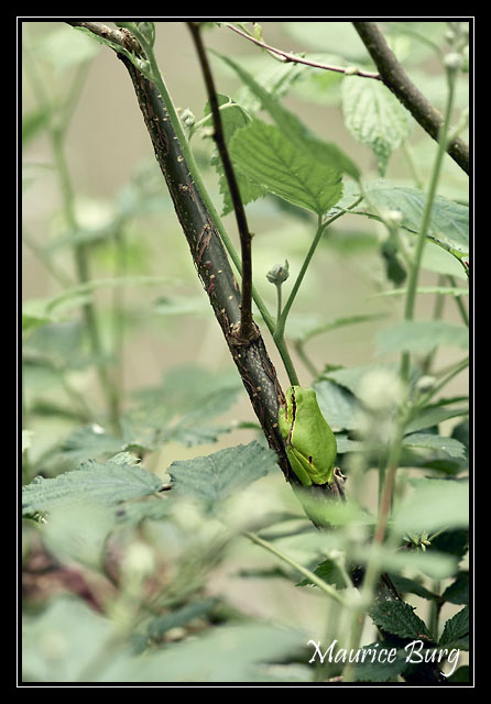 Rainette verte