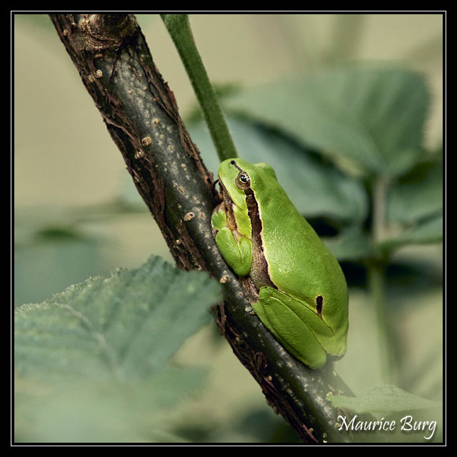 Rainette verte