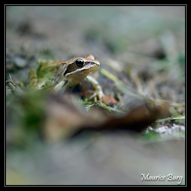 Grenouille agile