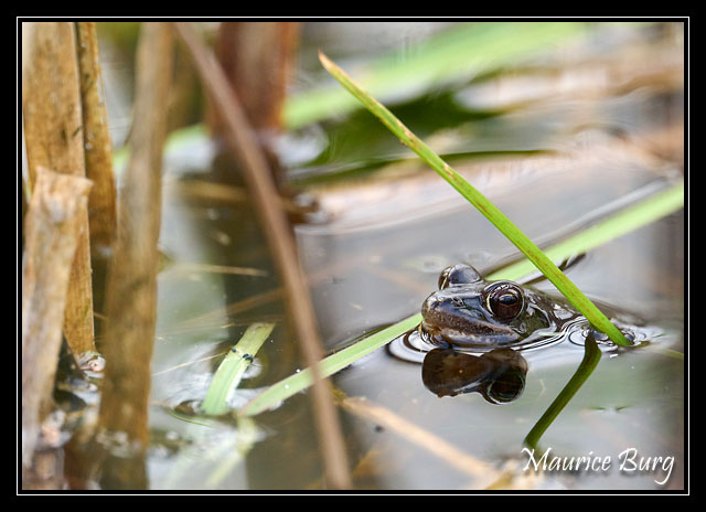 Grenouille verte