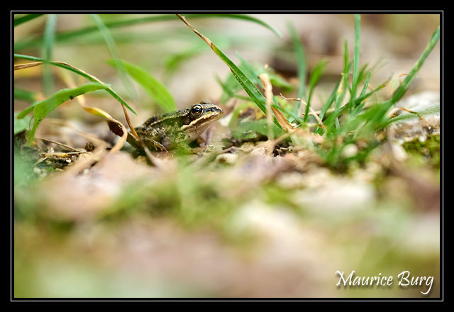 Grenouille agile