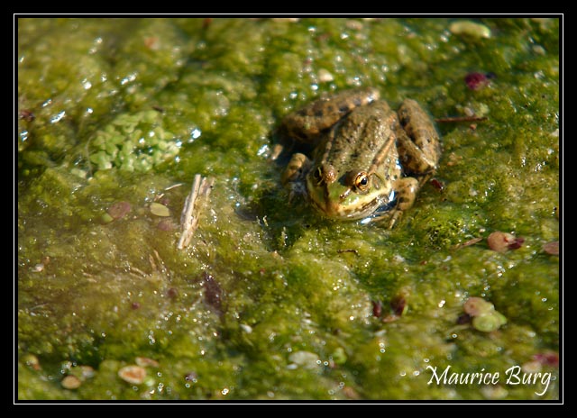 Grenouille verte