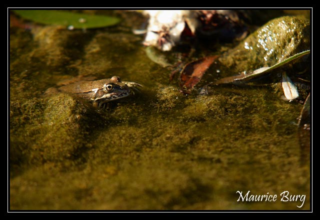 Grenouille rousse