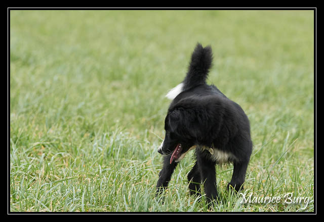 border collie3