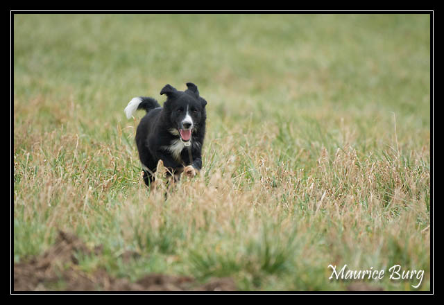 border collie5
