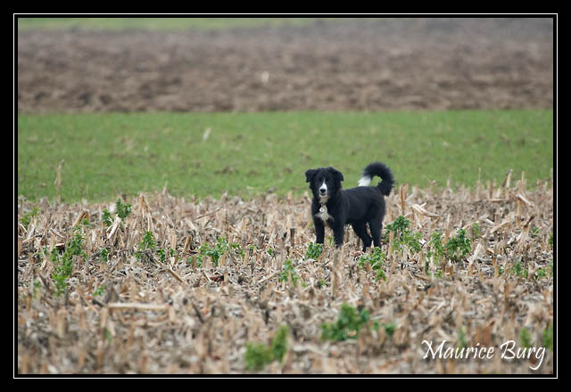 border collie6
