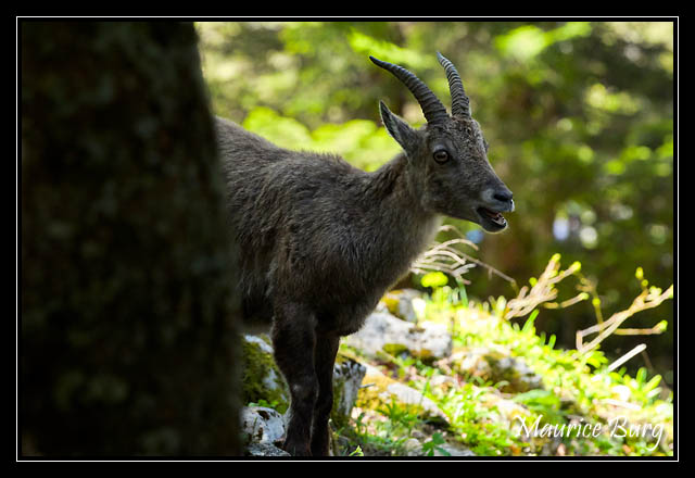 Bouquetin des Alpes femelle (ou étagne)