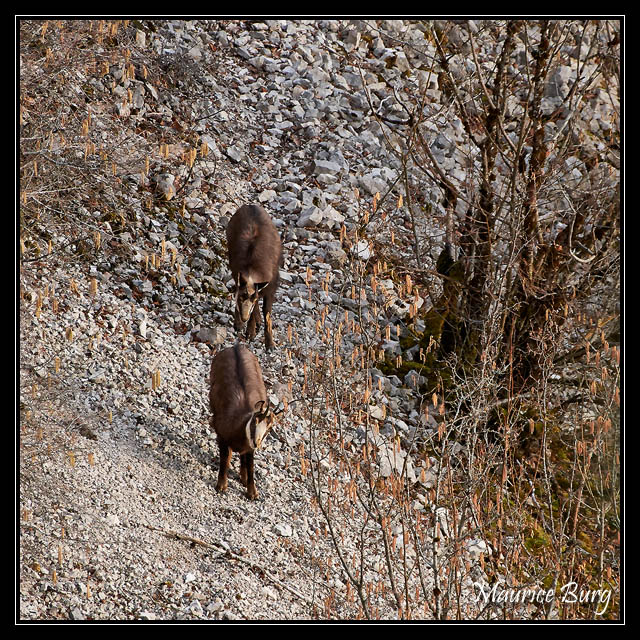 Chamois