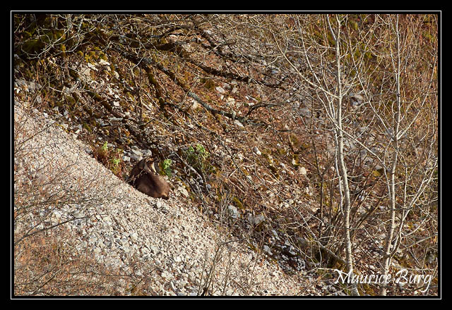 Chamois