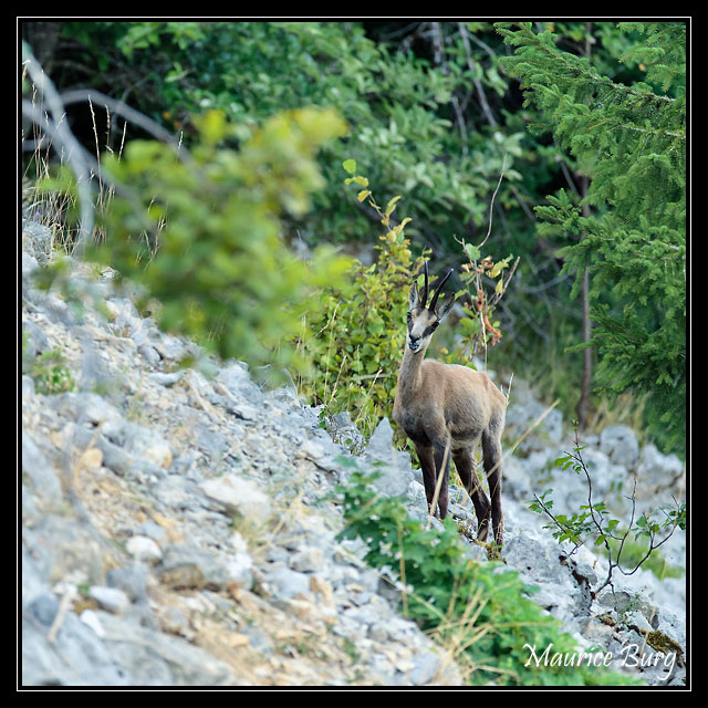 Chamois