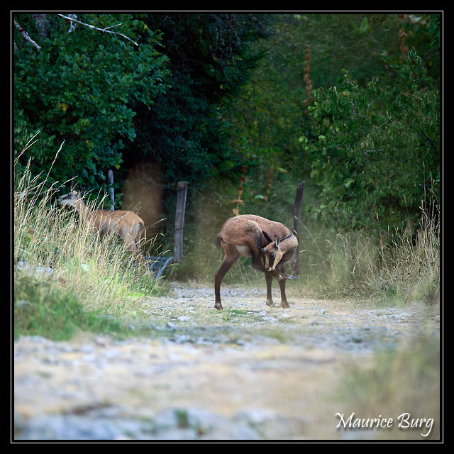 Chamois