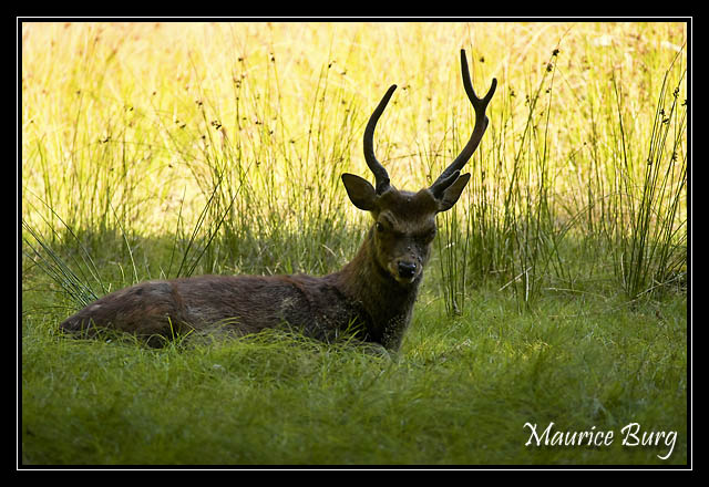 Cerf  Syka