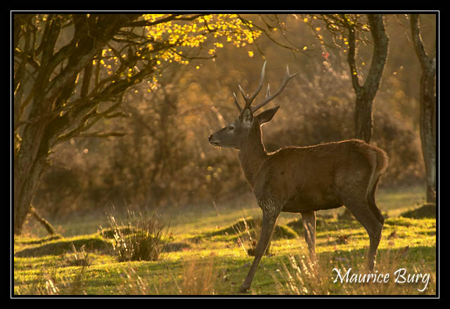 Cerf élaphe