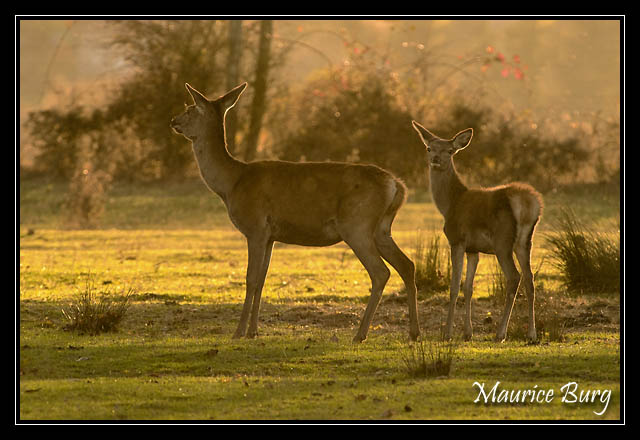 Biche et faon