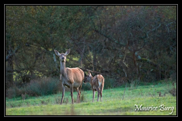 Biche et faon