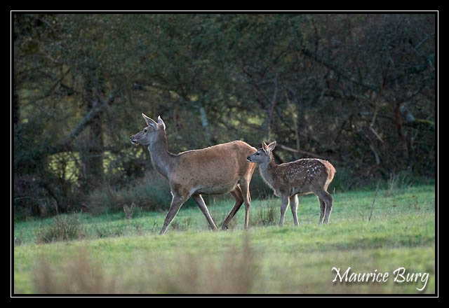 Biche et faon