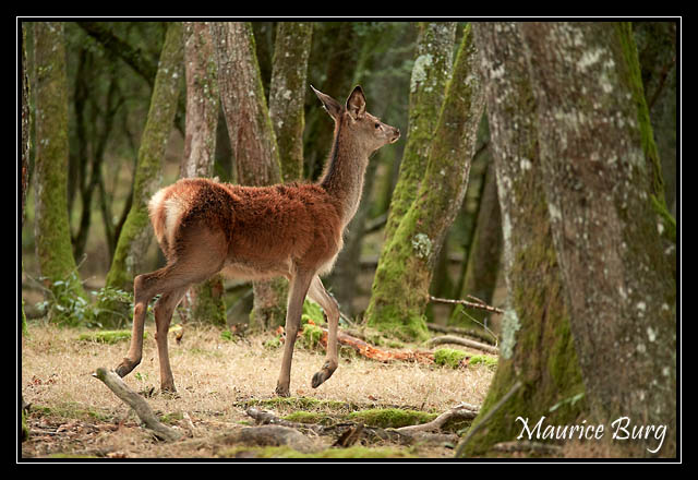 Biche