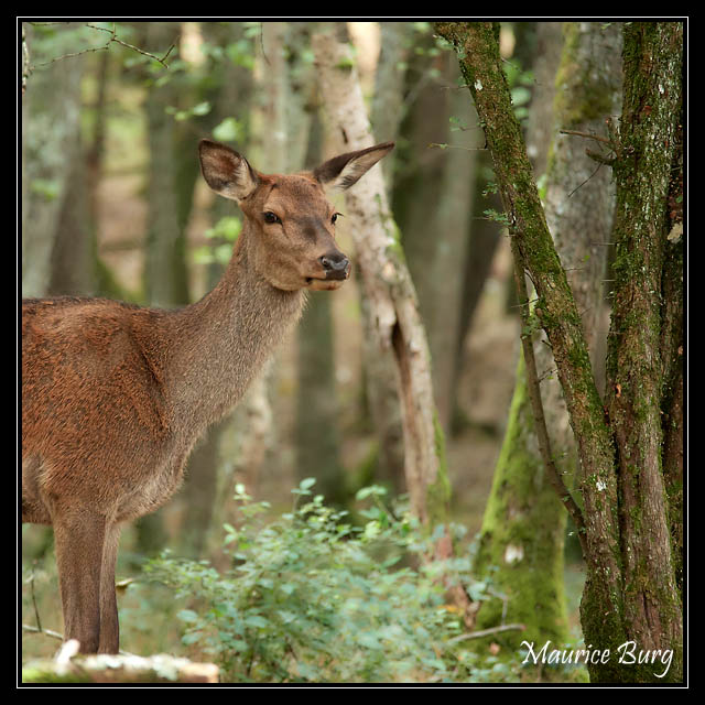 Biche