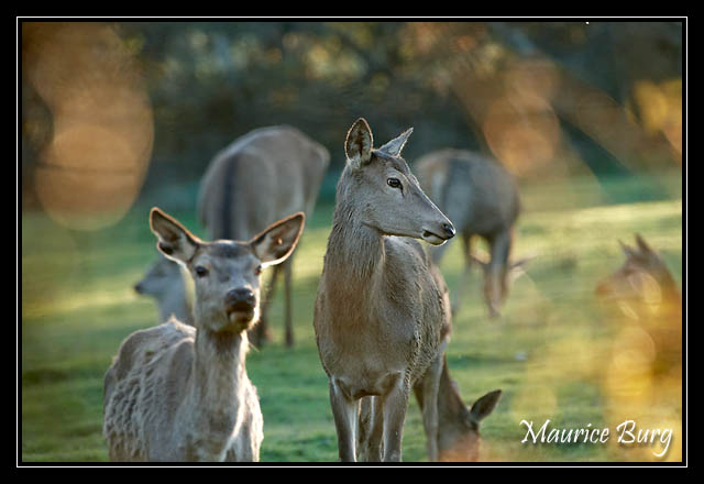 Cerfs et biches