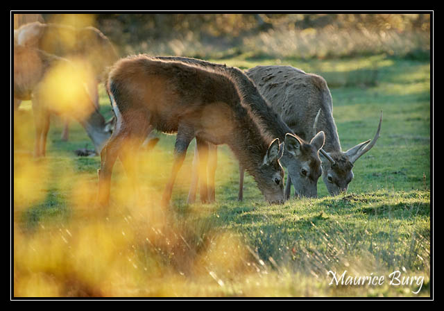 Cerfs et biches
