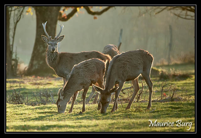 Cerfs et biches