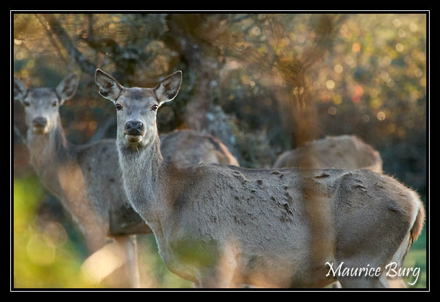 Cerfs et biches
