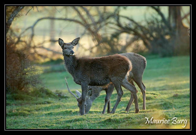 Cerfs et biches