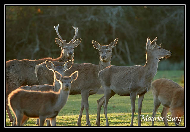 Cerfs et biches