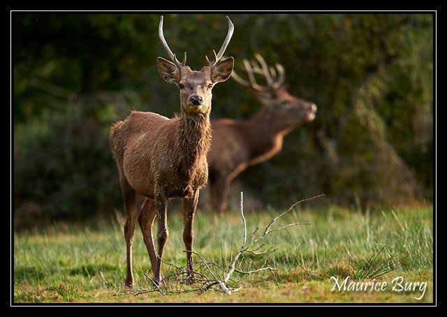 Cerf élaphe