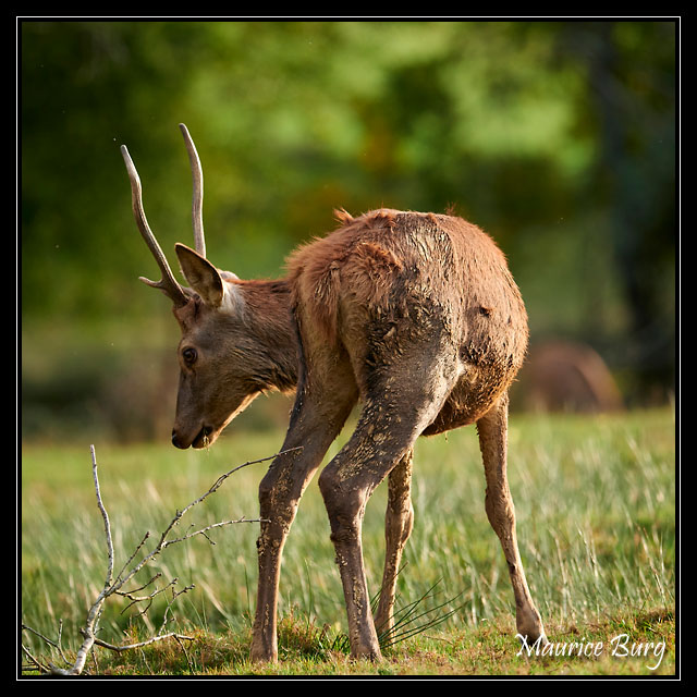 Cerf élaphe