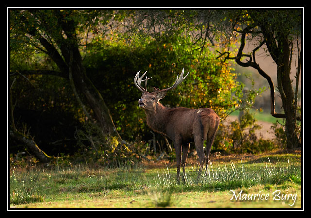 Cerf élaphe