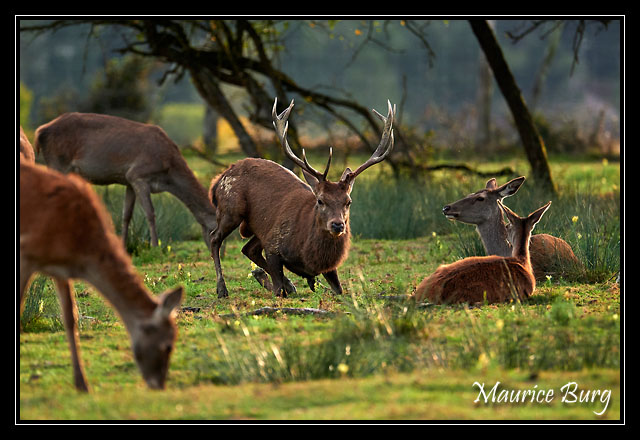 Cerf élaphe