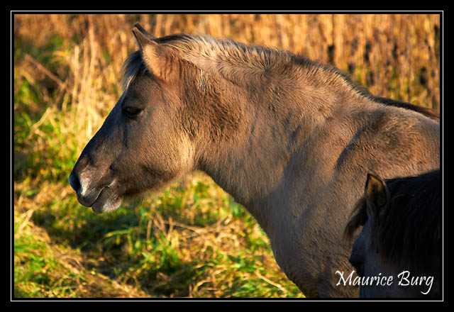 Konik polski