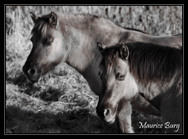 Konik polski (bichromie)