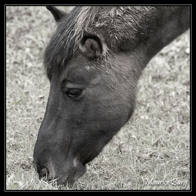 Konik polski