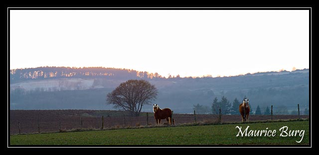 Chevaux Comtois