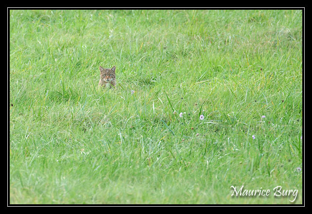 Chat forestier