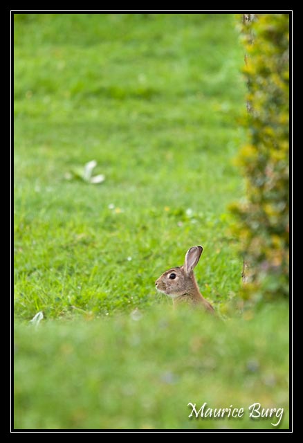 Lapin de Garenne