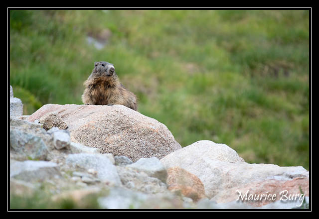 Marmotte (Andorre)