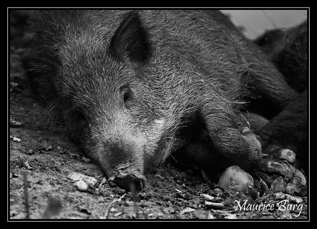 Sanglier d'Europe