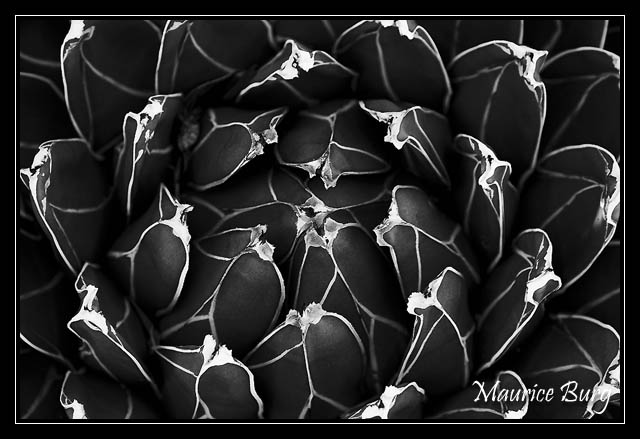 Agave de la Reine Victoria