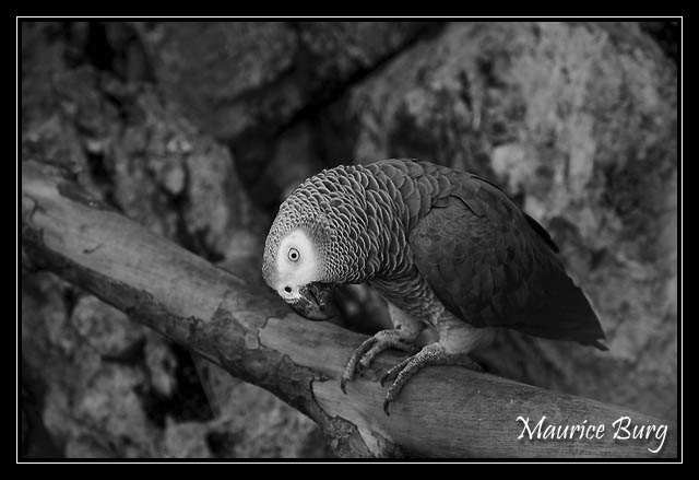 Perroquet gris