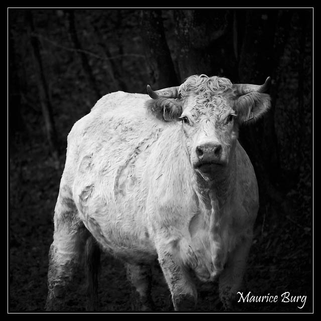 Oh la vache!