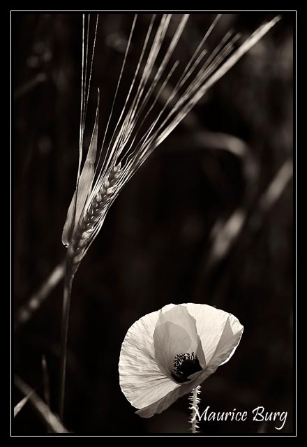 Le blé et le coquelicot...