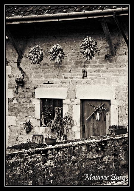 Les maïs (Baume-les -Messieurs)