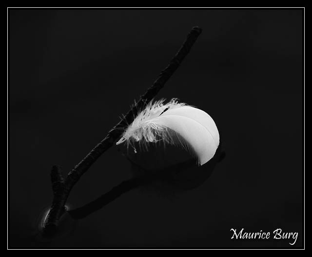 Plume perdue !